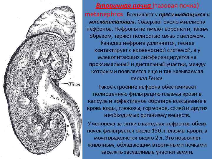 Вторичная почка (тазовая почка) metanephros Возникают у пресмыкающихся и млекопитающих. Cодержат около миллиона нефронов.