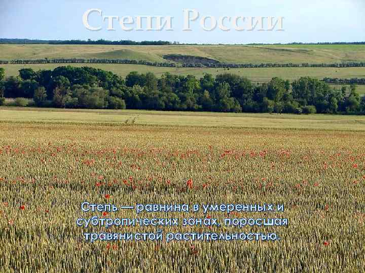 Степи России Степь — равнина в умеренных и субтропических зонах, поросшая травянистой растительностью. 