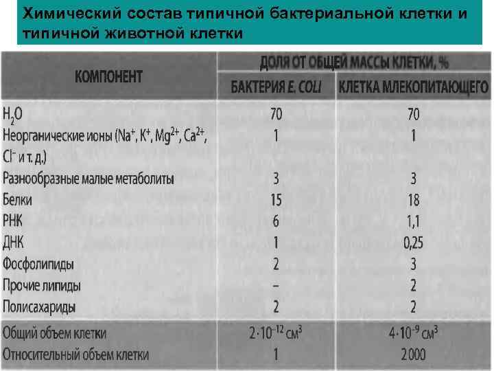 Химический состав типичной бактериальной клетки и типичной животной клетки 