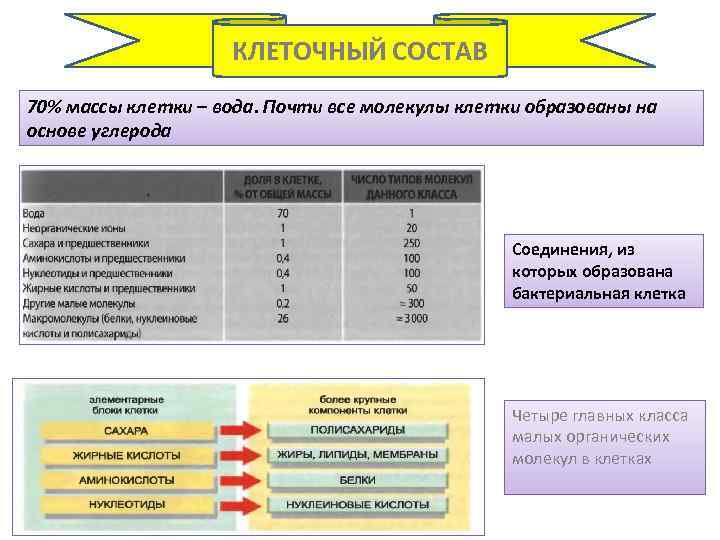 КЛЕТОЧНЫЙ СОСТАВ 70% массы клетки – вода. Почти все молекулы клетки образованы на основе