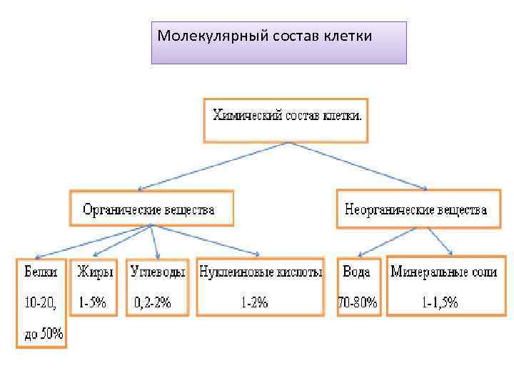 Молекулярный состав клетки 