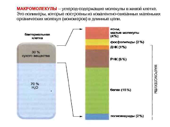 МАКРОМОЛЕКУЛЫ – углерод-содержащие молекулы в живой клетке. Это полимеры, которые построены из ковалентно-связанных маленьких