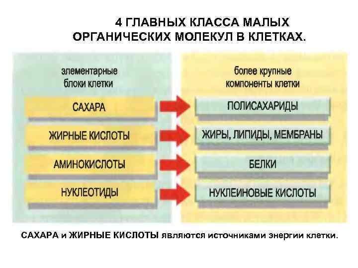 4 ГЛАВНЫХ КЛАССА МАЛЫХ ОРГАНИЧЕСКИХ МОЛЕКУЛ В КЛЕТКАХ. САХАРА и ЖИРНЫЕ КИСЛОТЫ являются источниками