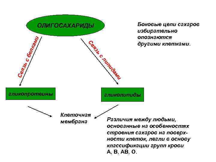 Боковые цепи сахаров избирательно опознаются другими клетками. с елк сб ь яз Св ам