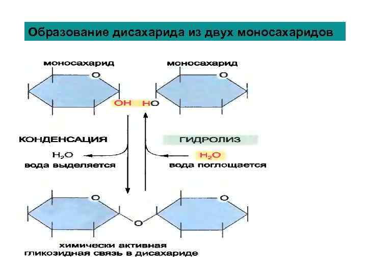 Образование дисахарида из двух моносахаридов 