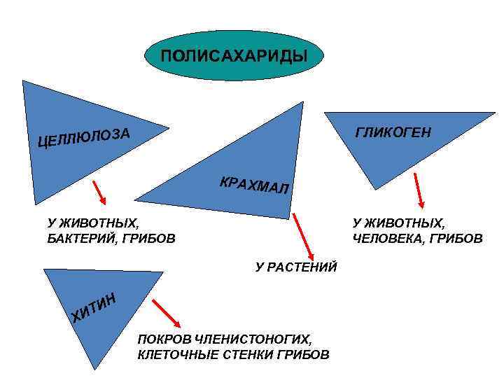 ПОЛИСАХАРИДЫ ЦЕ Л Л Ю Л О ГЛИКОГЕН ЗА К Р А Х МА