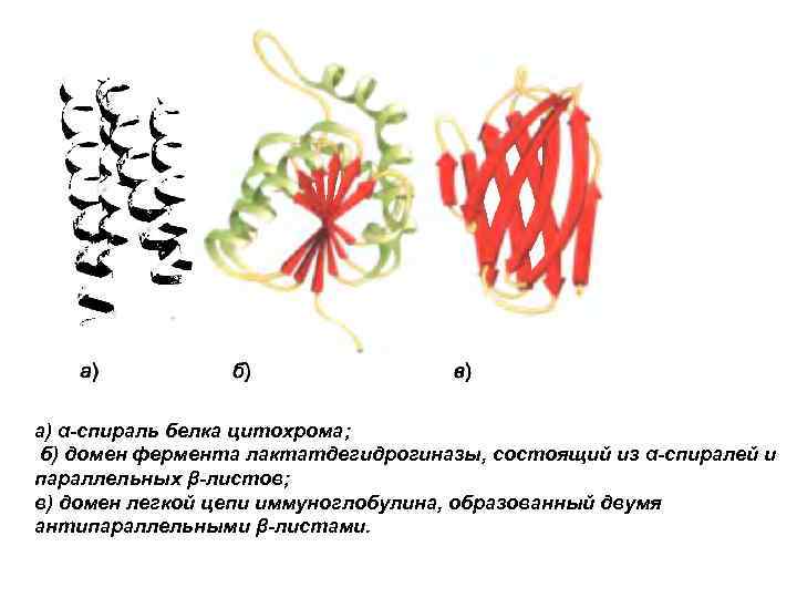 а) α-спираль белка цитохрома; б) домен фермента лактатдегидрогиназы, состоящий из α-спиралей и параллельных β-листов;