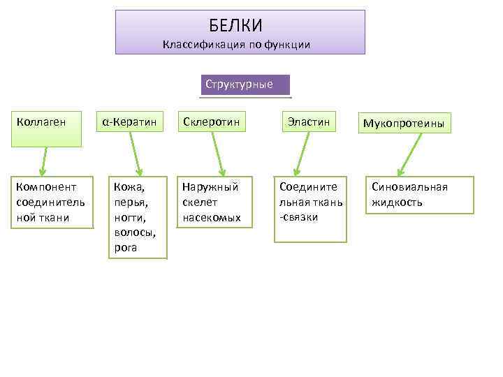 БЕЛКИ Классификация по функции Структурные Коллаген Компонент соединитель ной ткани α-Кератин Склеротин Эластин Кожа,