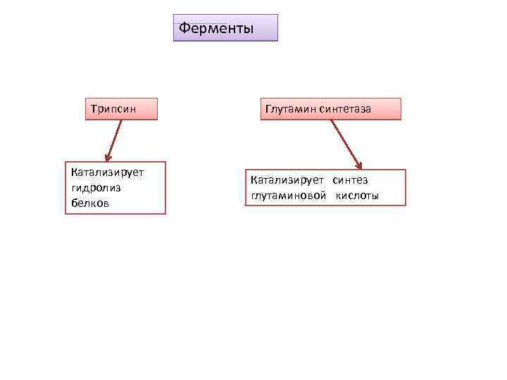 Ферменты Трипсин Катализирует гидролиз белков Глутамин синтетаза Катализирует синтез глутаминовой кислоты 