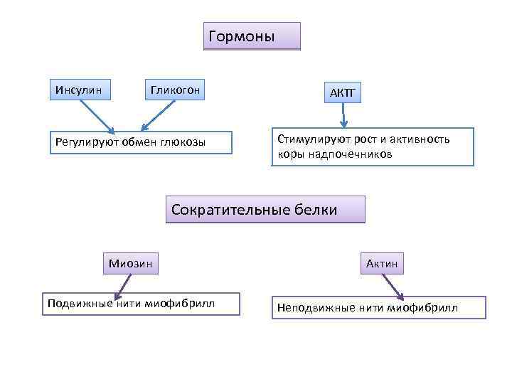 Гормоны Инсулин Гликогон Регулируют обмен глюкозы АКТГ Стимулируют рост и активность коры надпочечников Сократительные