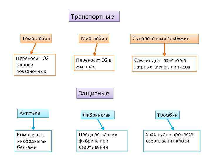 Транспортные Гемоглобин Переносит О 2 в крови позвоночных Миоглобин Сывороточный альбумин Переносит О 2