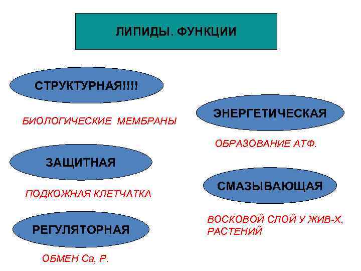 ЛИПИДЫ. ФУНКЦИИ СТРУКТУРНАЯ!!!! БИОЛОГИЧЕСКИЕ МЕМБРАНЫ ЭНЕРГЕТИЧЕСКАЯ ОБРАЗОВАНИЕ АТФ. ЗАЩИТНАЯ ПОДКОЖНАЯ КЛЕТЧАТКА РЕГУЛЯТОРНАЯ ОБМЕН Са,