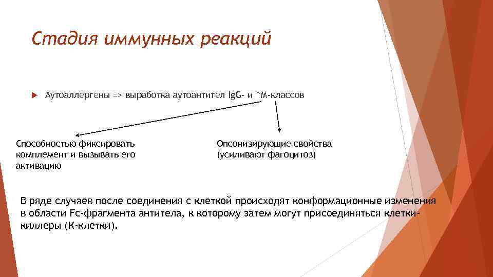 Стадия иммунных реакций Аутоаллергены => выработка аутоантител Ig. G- и ^М-классов Способностью фиксировать комплемент