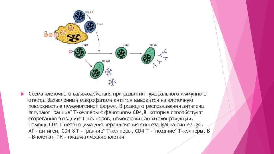  Схема клеточного взаимодействия при развитии гуморального иммунного ответа. Захваченный макрофагами антиген выводится на