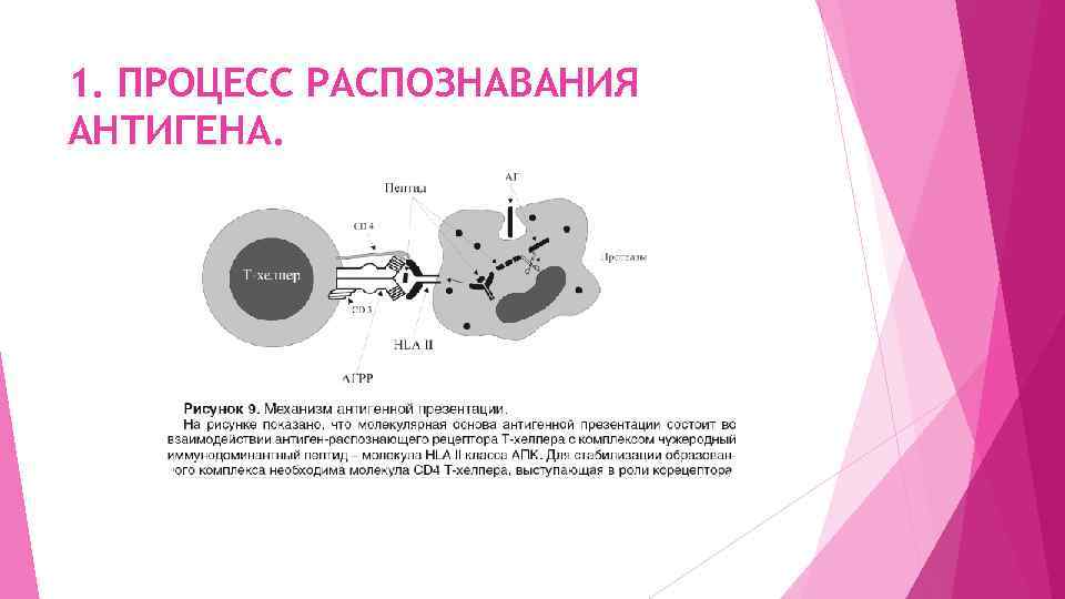 1. ПРОЦЕСС РАСПОЗНАВАНИЯ АНТИГЕНА. 