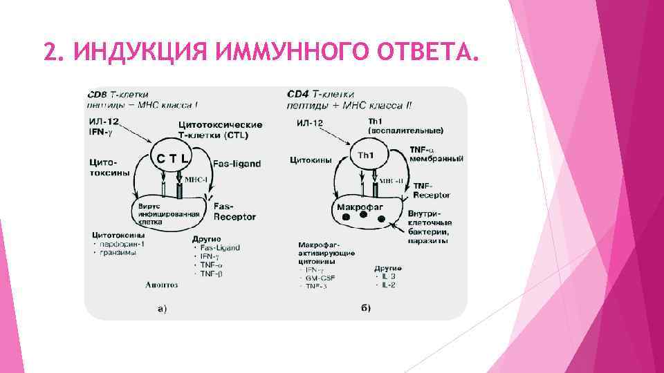 2. ИНДУКЦИЯ ИММУННОГО ОТВЕТА. 