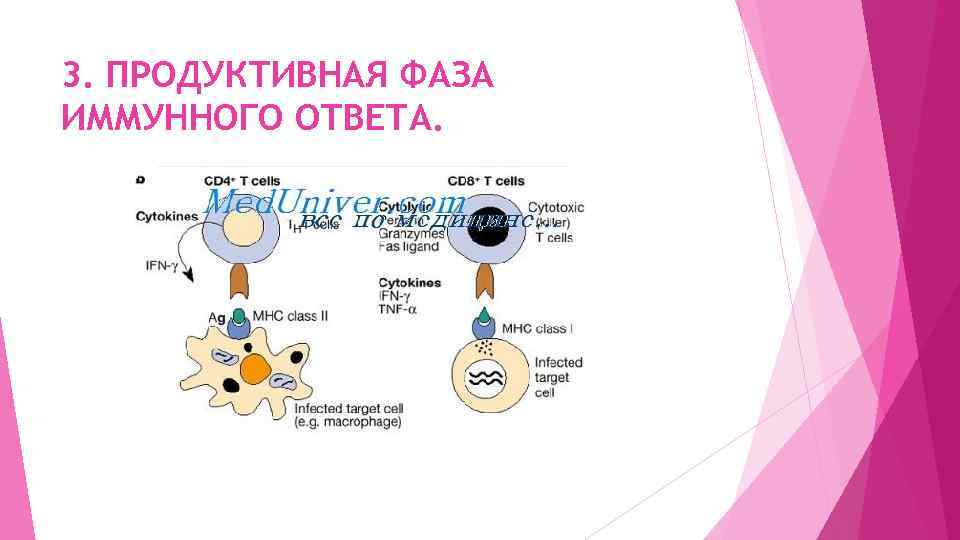 3. ПРОДУКТИВНАЯ ФАЗА ИММУННОГО ОТВЕТА. 