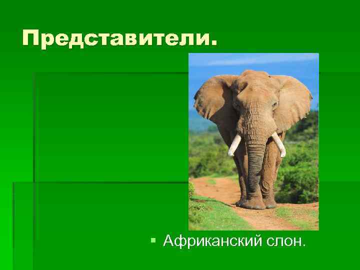 Отряд хоботные презентация 7 класс