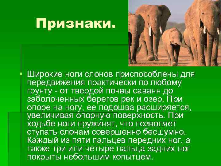 Какой тип развития характерен для африканского слона изображенного на рисунке