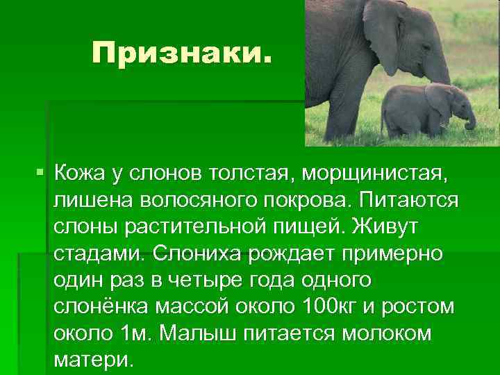 Презентация на тему хоботные 7 класс биология