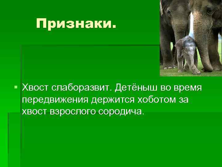 Признаки. § Хвост слаборазвит. Детёныш во время передвижения держится хоботом за хвост взрослого сородича.