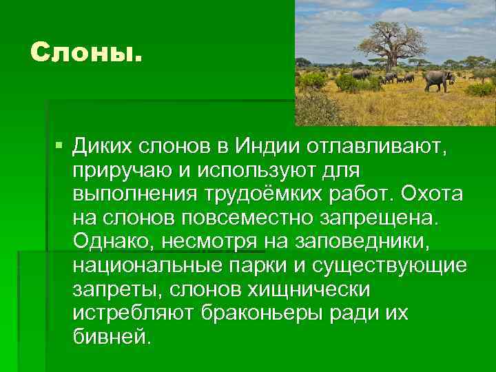 Слоны. § Диких слонов в Индии отлавливают, приручаю и используют для выполнения трудоёмких работ.