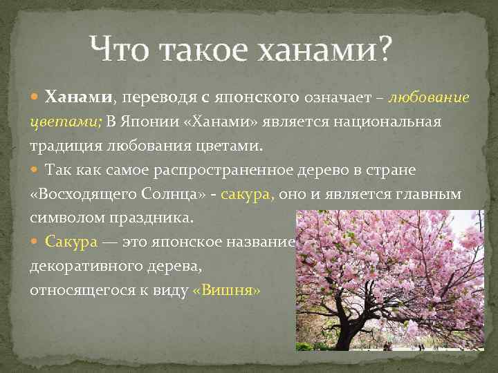  Что такое ханами? Ханами, переводя с японского означает – любование цветами; В Японии