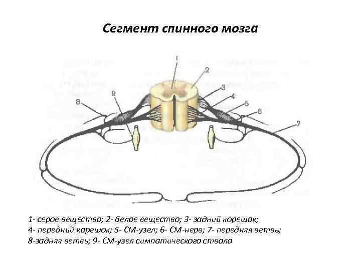 Сегмент спинного мозга 1 - серое вещество; 2 - белое вещество; 3 - задний