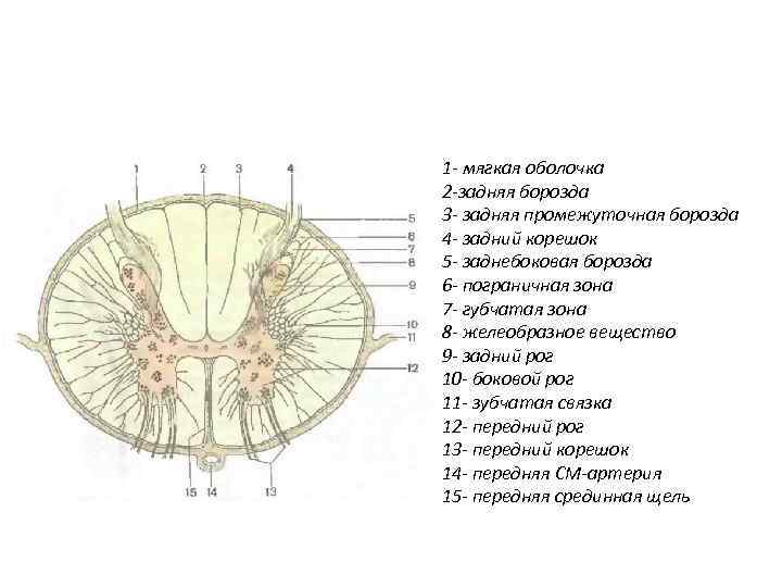 1 - мягкая оболочка 2 -задняя борозда 3 - задняя промежуточная борозда 4 -