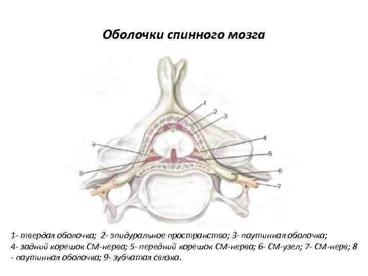 Оболочки спинного мозга 1 - твердая оболочка; 2 - эпидуральное пространство; 3 - паутинная
