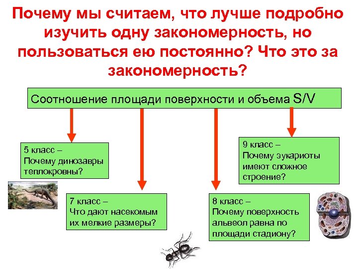 Почему мы считаем, что лучше подробно изучить одну закономерность, но пользоваться ею постоянно? Что