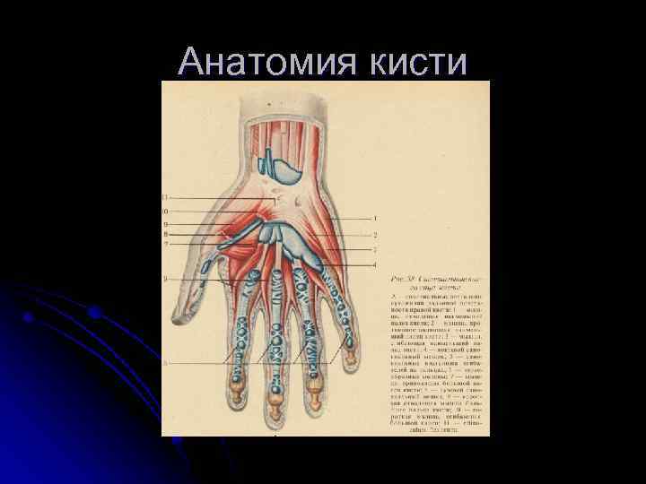 Презентация анатомия кисти