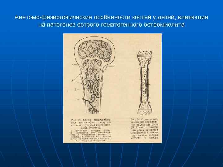 Анатомо-физиологические особенности костей у детей, влияющие на патогенез острого гематогенного остеомиелита 