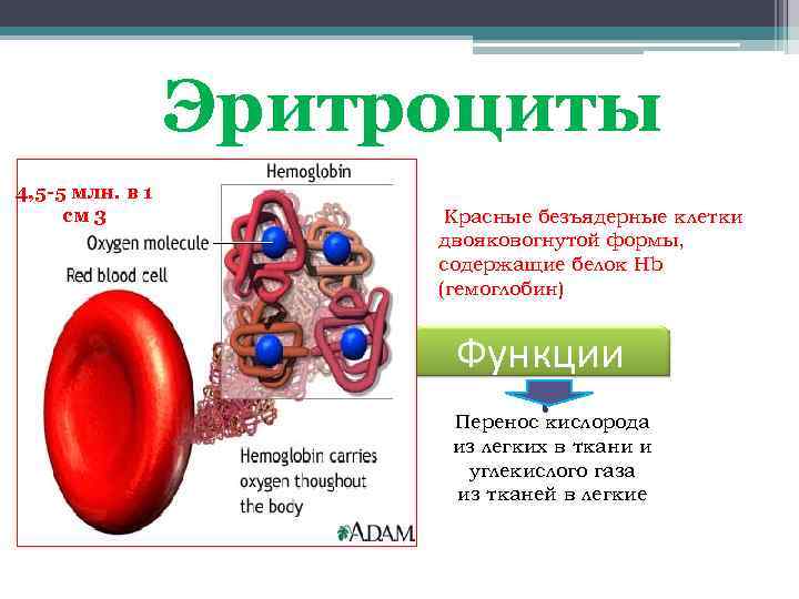 Эритроциты 4, 5 -5 млн. в 1 см 3 Красные безъядерные клетки двояковогнутой формы,