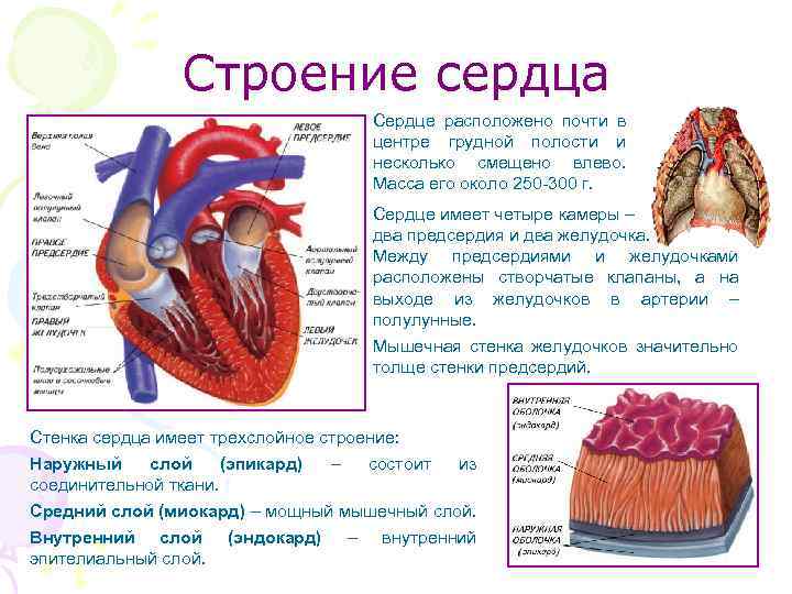 Строение сердца Сердце расположено почти в центре грудной полости и несколько смещено влево. Масса