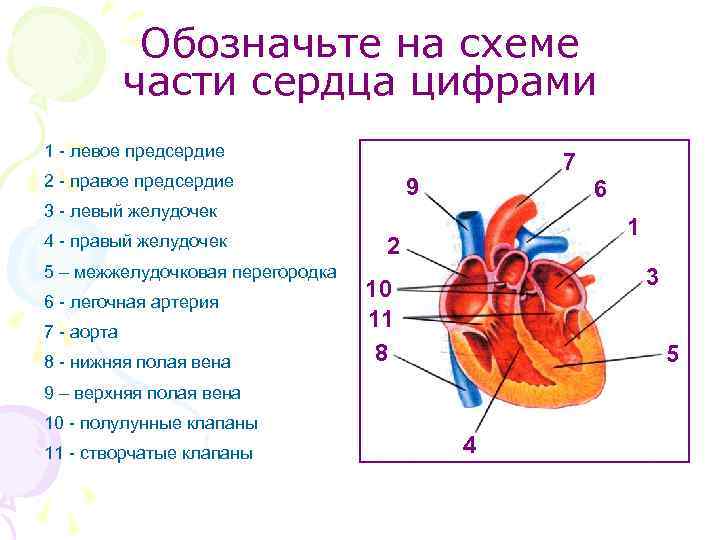 Обозначьте на схеме части сердца цифрами 1 - левое предсердие 2 - правое предсердие