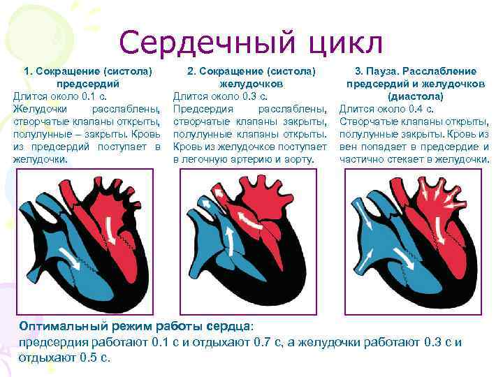 Сердечный цикл 1. Сокращение (систола) предсердий Длится около 0. 1 с. Желудочки расслаблены, створчатые