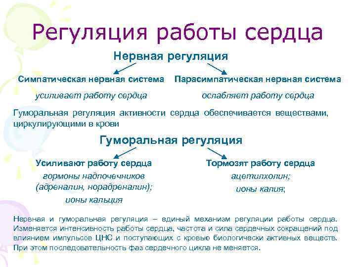 Регуляция работы сердца Нервная регуляция Симпатическая нервная система Парасимпатическая нервная система усиливает работу сердца