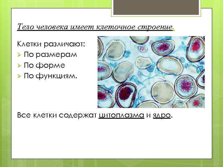 Тело человека имеет клеточное строение. Клетки различают: Ø По размерам Ø По форме Ø