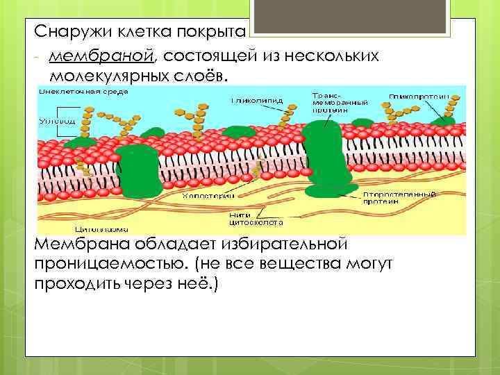 Снаружи клетка покрыта - мембраной, состоящей из нескольких молекулярных слоёв. Мембрана обладает избирательной проницаемостью.