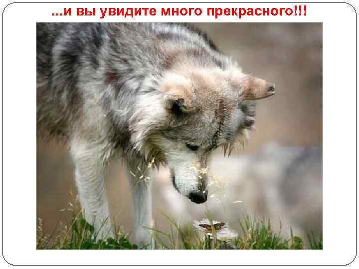 . . . и вы увидите много прекрасного!!! 