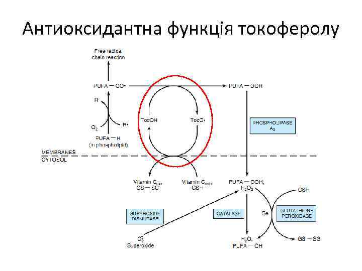 Антиоксидантна функція токоферолу 