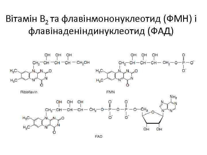 Вітамін В 2 та флавінмононуклеотид (ФМН) і флавінаденіндинуклеотид (ФАД) 