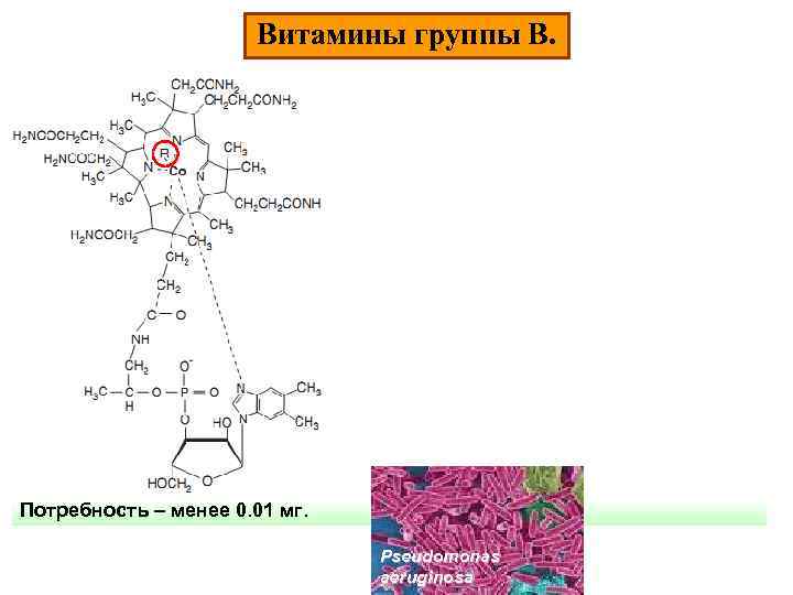 Витамины группы В. Потребность – менее 0. 01 мг. Pseudomonas aeruginosa 