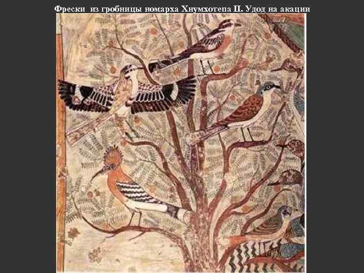 Фрески из гробницы номарха Хнумхотепа II. Удод на акации 