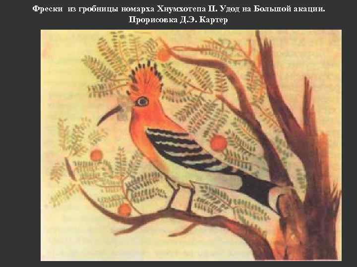 Фрески из гробницы номарха Хнумхотепа II. Удод на Большой акации. Прорисовка Д. Э. Картер