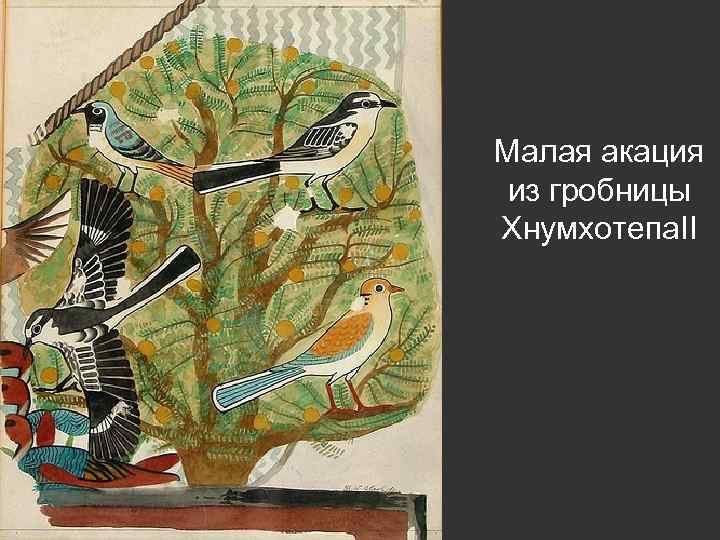 Малая акация из гробницы Хнумхотепа. II 