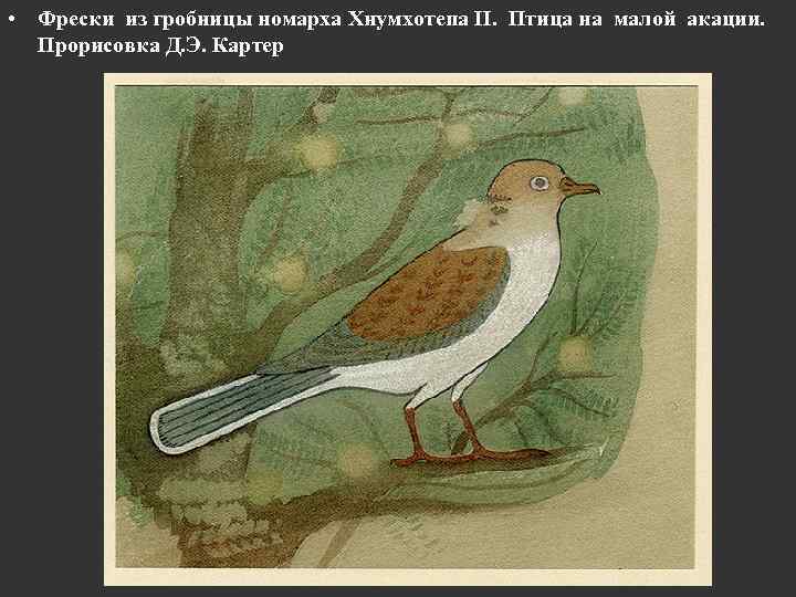  • Фрески из гробницы номарха Хнумхотепа II. Птица на малой акации. Прорисовка Д.