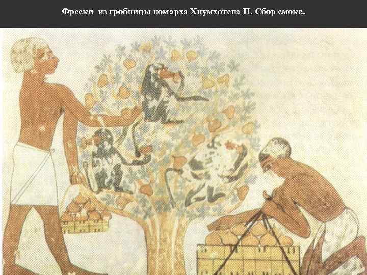 Фрески из гробницы номарха Хнумхотепа II. Сбор смокв. 