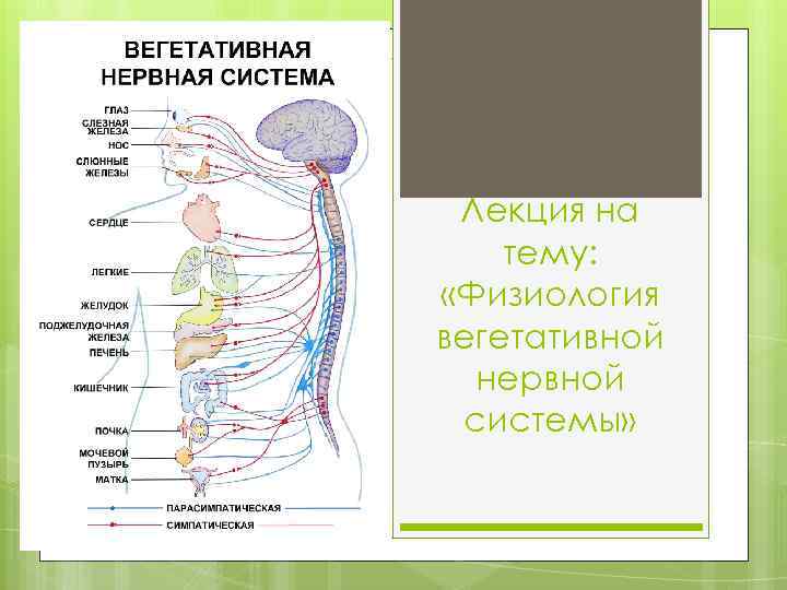 Лекция на тему: «Физиология вегетативной нервной системы» 